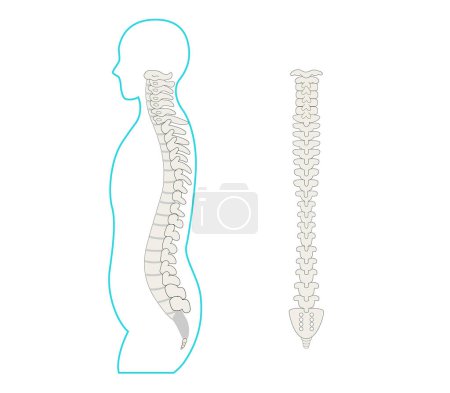 Illustration for Sideways human body silhouette of the spine - Royalty Free Image
