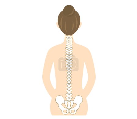 Illustration for Illustration of the back of a woman with a beautiful spin - Royalty Free Image
