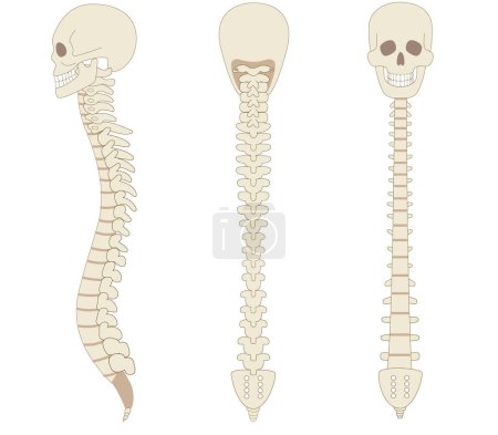 Illustration for Sideways bone illustrations of the spine, spine and skull - Royalty Free Image