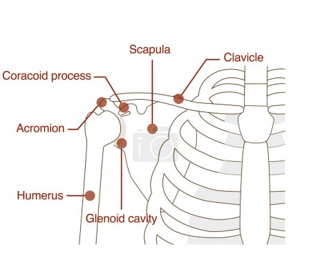 Ilustración de Nombres de la escápula, clavícula y húmero y sus estructuras anatómicas - Imagen libre de derechos