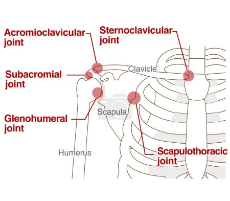 Téléchargez les illustrations : Structure anatomique de l'articulation de l'épaule Relation entre la clavicule et l'omoplate - en licence libre de droit