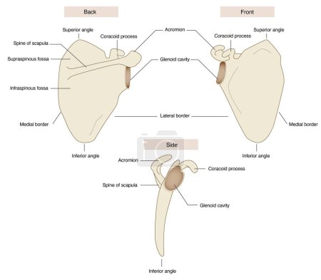 Illustration for Anatomical names of the scapula Back and front, side view - Royalty Free Image