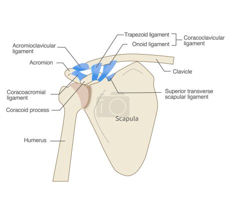 Ilustración de Anatomía del ligamento escapular y la escápula - Imagen libre de derechos