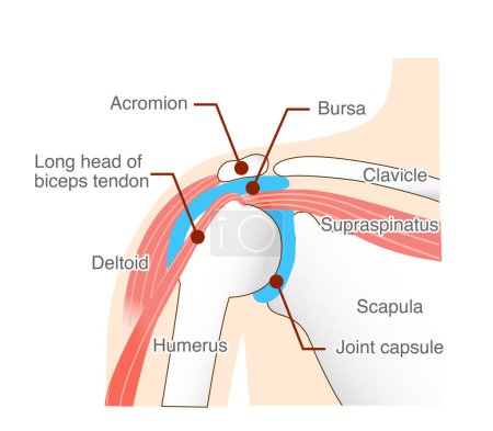 Illustration for Muscles and anatomical structures around the shoulder joint - Royalty Free Image
