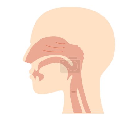 Illustration for Illustration of nasal cavity and pharyngeal anatomy from lateral view - Royalty Free Image