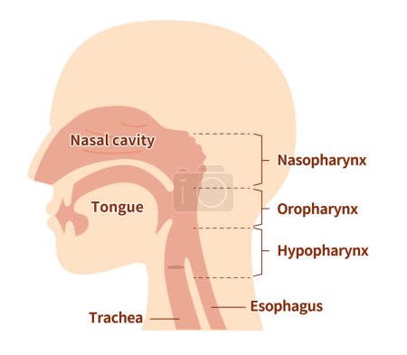 Illustration for Illustration of nasal cavity and pharyngeal anatomy from lateral view - Royalty Free Image
