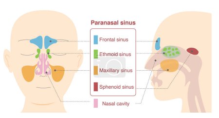 Illustration for Illustrative illustrations of the anatomy of the paranasal sinuses from frontal and lateral sagittal plane views - Royalty Free Image