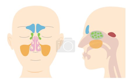 Ilustración de Ilustraciones ilustrativas de la anatomía de los senos paranasales desde las vistas del plano sagital frontal y lateral - Imagen libre de derechos