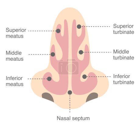 Illustration for Names and structures of the nasal cavity viewed from the front - Royalty Free Image