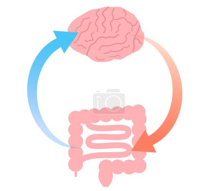 Cómo el estrés causa dolores de estómago y la relación entre el cerebro y el intestino. Ilustración de la conexión intestino-cerebro