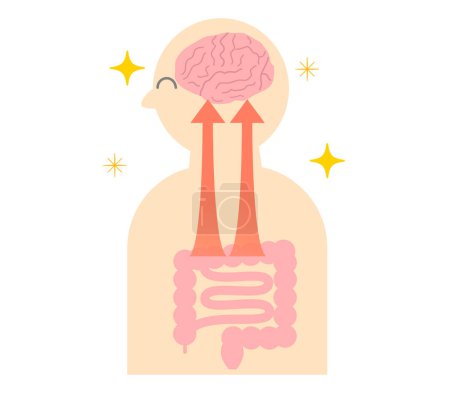 Ilustración de Cómo el estrés causa dolores de estómago y la relación entre el cerebro y el intestino. Ilustración de la conexión intestino-cerebro - Imagen libre de derechos