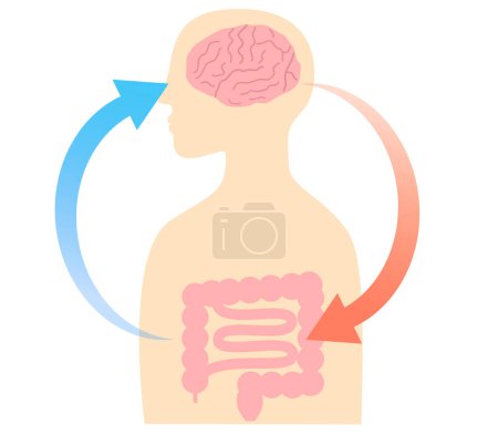 Ilustración de Cómo el estrés causa dolores de estómago y la relación entre el cerebro y el intestino. Ilustración de la conexión intestino-cerebro - Imagen libre de derechos