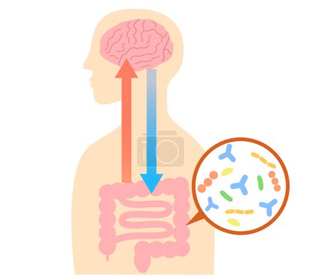How stress causes stomach aches, and the relationship between the brain and the gut. Illustration of the gut-brain connection
