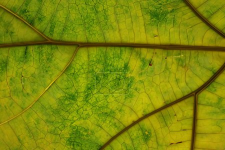 Photo for Beautiful Leaf Macro A Captivating CloseUp of Nature's Delicate Beauty - Royalty Free Image