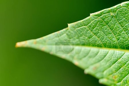 Photo for Beautiful Leaf Macro A Captivating CloseUp of Nature's Delicate Beauty - Royalty Free Image