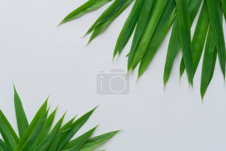 Photo for Beautiful Leaf Background with White Paper A Refreshing and Serene Combination - Royalty Free Image