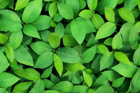 LeafyPatch: The Perfect Random Leaf Background Collection