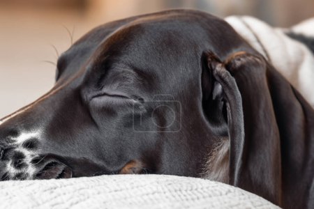 Photo for Portrait of a dog, doberman, black dog - Royalty Free Image