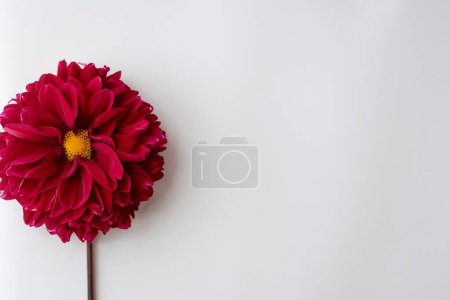 hermosa flor de dalia roja