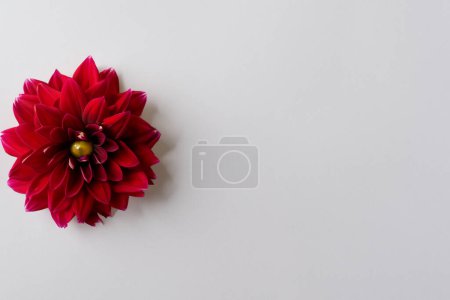 schöne rote Dahlienblüte