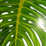 close view of palm leaves