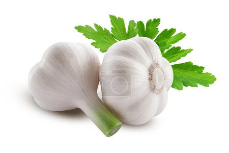 Photo for Whole Garlic with Green Leaf Isolated on a White Surface. - Royalty Free Image