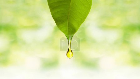 Photo for Fresh Green Leaf with Oil Drop - Essential Oil Dropping from Fresh Leaf - Royalty Free Image