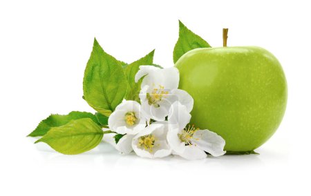 Photo for Green Apple with White Flowers in a White Background - Royalty Free Image