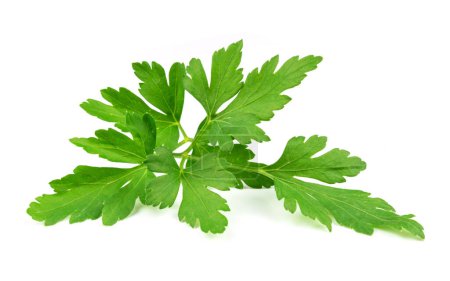 Photo for Parsley Leaves on a white background - Royalty Free Image