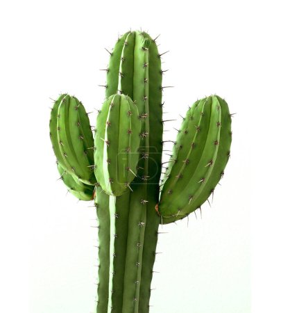 Photo for Cactus, Cacti on White Background - Cereus Grandiflorus Extract #cactus - Royalty Free Image