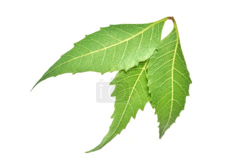 Photo for Neem leaves over isolated white background, Azadirachta indicia. - Royalty Free Image