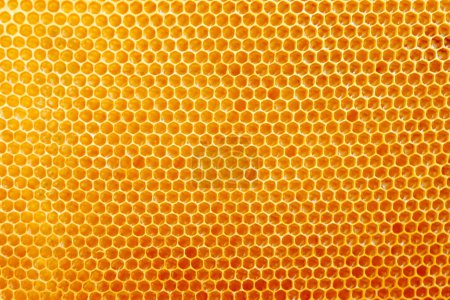Photo for Close-up texture and pattern of the section of wax honeycomb. - Royalty Free Image