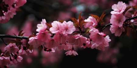Photo for Tree branches with pink flowers blooming in spring. - Royalty Free Image