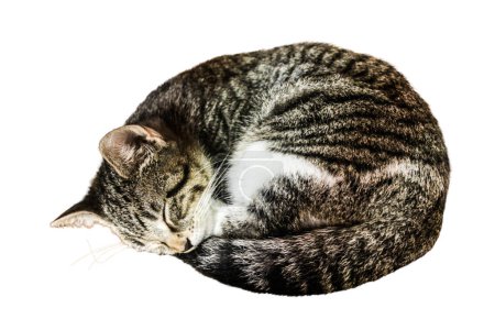 Photo for Cat sleeping rolled up on white background - Royalty Free Image