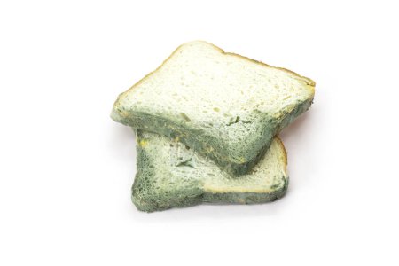 Un morceau de pain fongique Isolé sur fond blanc. Vue du dessus