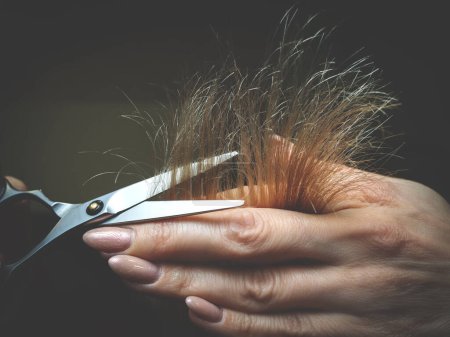 Photo for Hairdresser trimming light hair with scissors - Royalty Free Image