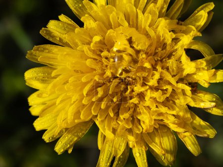 Téléchargez les photos : Détails de pissenlits jaunes sur un champ de printemps, gros plan - en image libre de droit