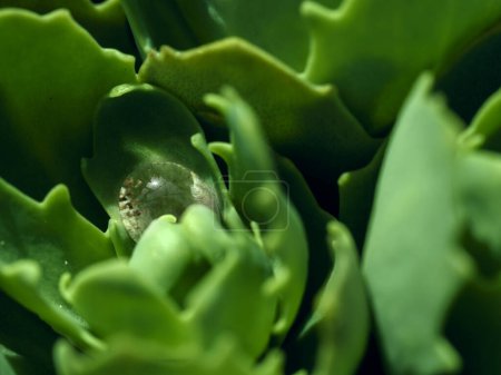 Téléchargez les photos : Plant Sedum Spectabile ou Hylotelephium Spectabile dans la période juvénile. Fond de chou décoratif avec des gouttes d'eau. - en image libre de droit