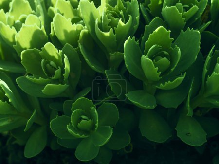 Pflanzen Sie Sedum Spectabile oder Hylotelephium Spectabile in der Jungtierzeit. Zierkohl Hintergrund mit Wassertropfen.