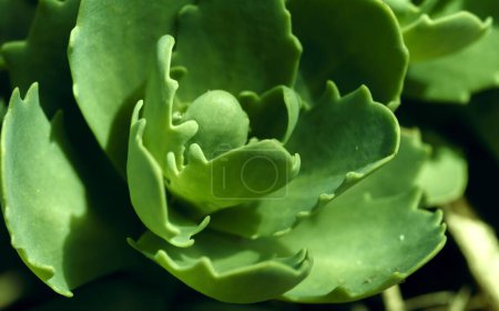 Pflanzen Sie Sedum Spectabile oder Hylotelephium Spectabile in der Jungtierzeit. Zierkohl Hintergrund mit Wassertropfen.