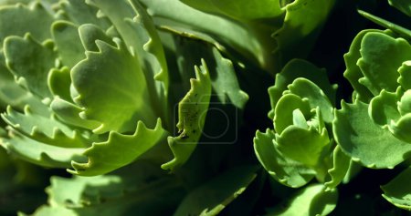 Plant Sedum Spectabile or Hylotelephium Spectabile in the juvenile period. Decorative cabbage background with waterdrops.