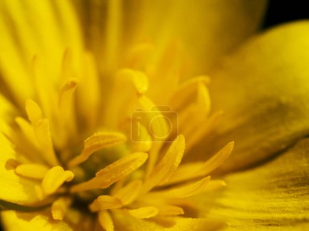 Einzelne frühlingshafte gelbe Blüte der Ficaria verna (früher Ranunculus ficaria), allgemein bekannt als Schöllkraut oder Pfeilkraut,