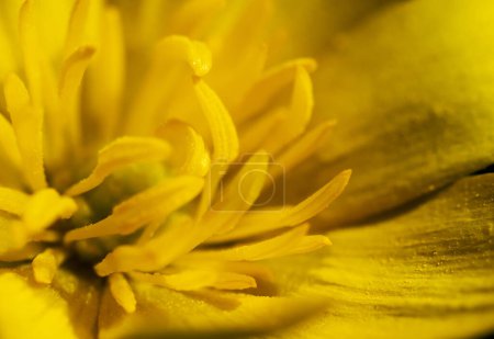 Einzelne frühlingshafte gelbe Blüte der Ficaria verna (früher Ranunculus ficaria), allgemein bekannt als Schöllkraut oder Pfeilkraut,