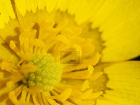 Single spring yellow flower of Ficaria verna (formerly Ranunculus ficaria), commonly known as lesser celandine or pilewort,