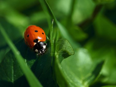 Detailed closeup on the cute red Seven-spotted Ladybird, Coccinella septempunctata sitting on a green leaf
