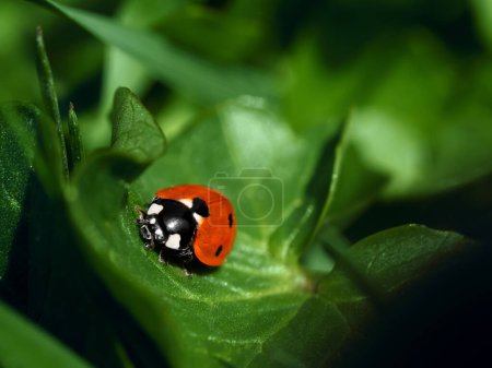 Téléchargez les photos : Gros plan détaillé sur la jolie coccinelle à sept points rouge, Coccinella septempunctata assise sur une feuille verte - en image libre de droit