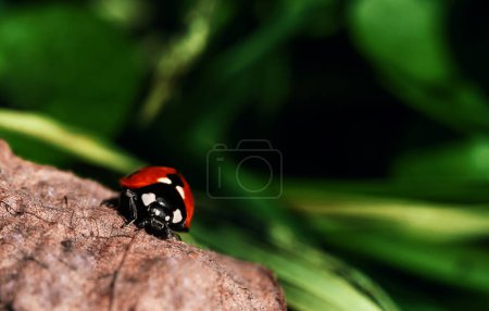 Photo for Detailed closeup on the cute red Seven-spotted Ladybird, Coccinella septempunctata sitting on a green leaf - Royalty Free Image