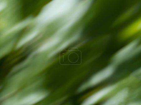 Photo for Abstract lights of green nature using as background or wallpaper concept. - Royalty Free Image