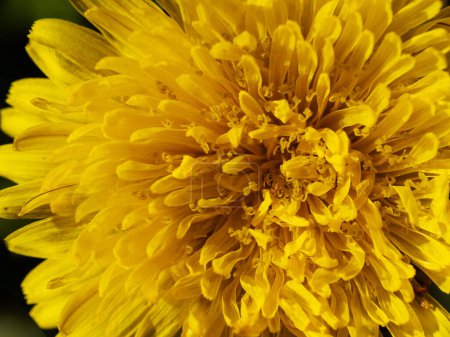 Photo for Details of yellow dandelions on a spring field, closeup - Royalty Free Image