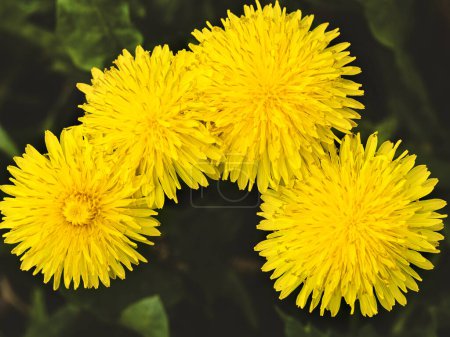 Photo for Spring and dandelions against the background of nature - Royalty Free Image
